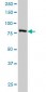 STAT3 Antibody (monoclonal) (M02)